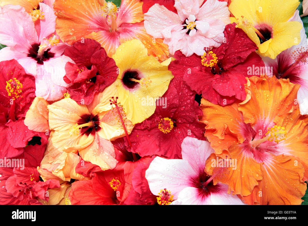 Beautiful shot hibiscus flowers hi-res stock photography and images - Alamy
