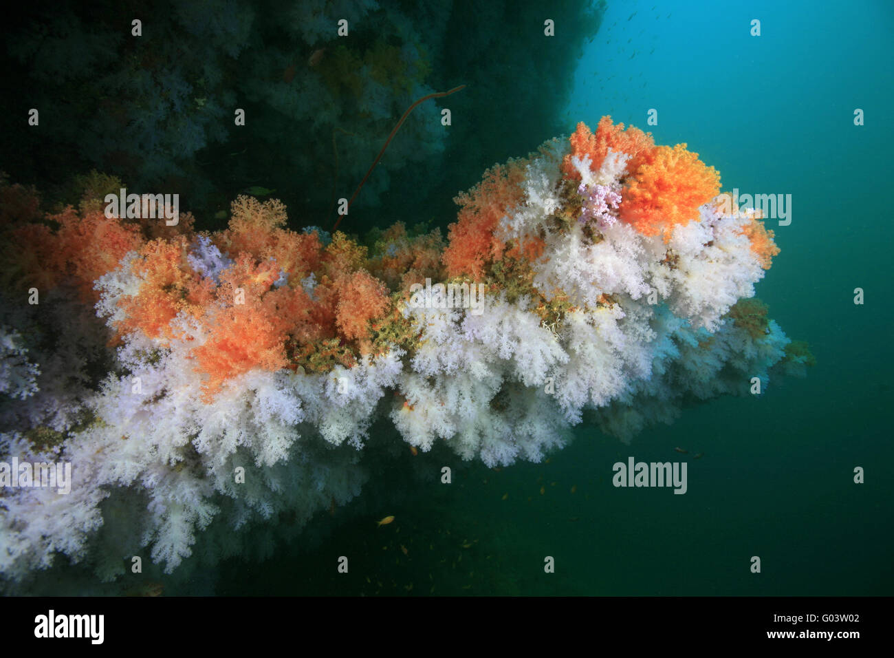 Farbenprächtiges Korallenriff, Beautyful Coral Reef Stock Photo
