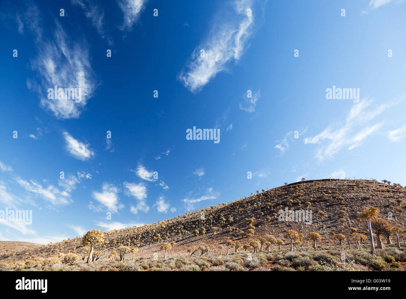 landscape with rare trees quiver in South Africa Stock Photo Alamy