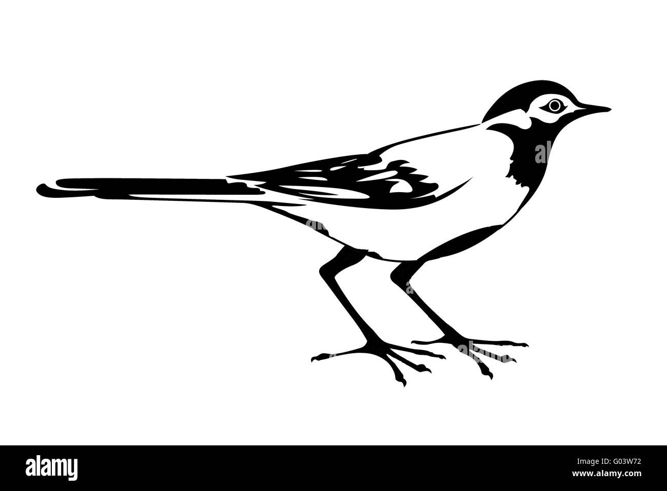 vector silhouette of the wagtail on white background Stock Photo