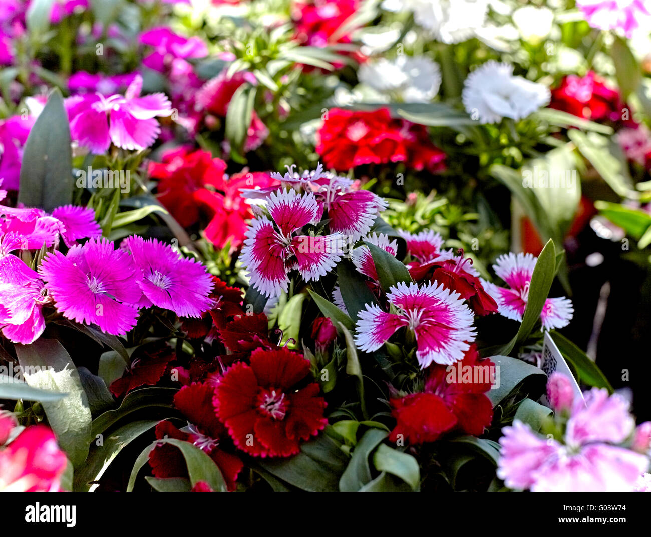 Pink and red dianthus in a flower garden with shallow depth of field Stock Photo