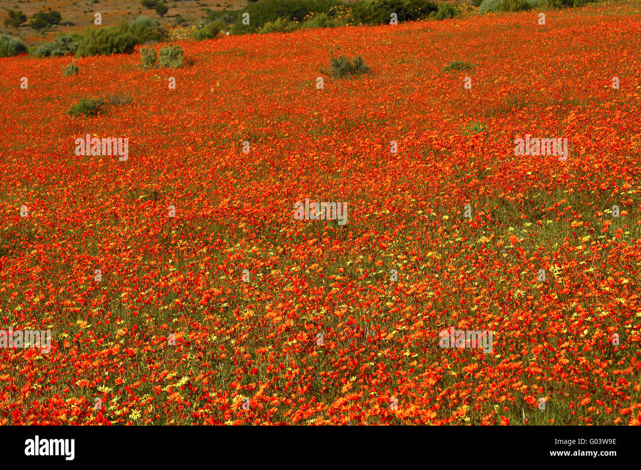 Mass spring flower display of Namaqualand Daisies Stock Photo