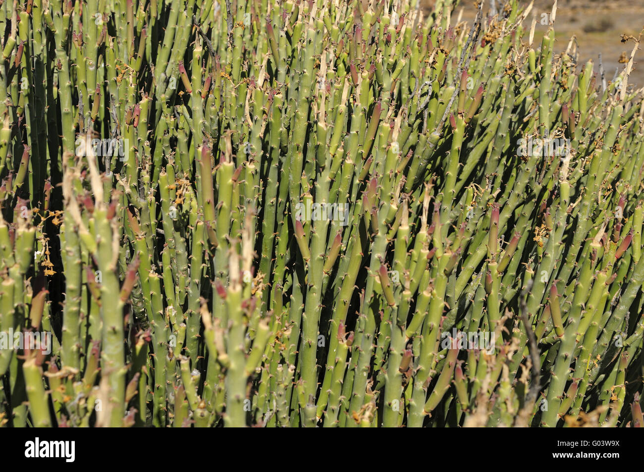 Euphorbia mauretanica, Namaqualand, South Africa Stock Photo