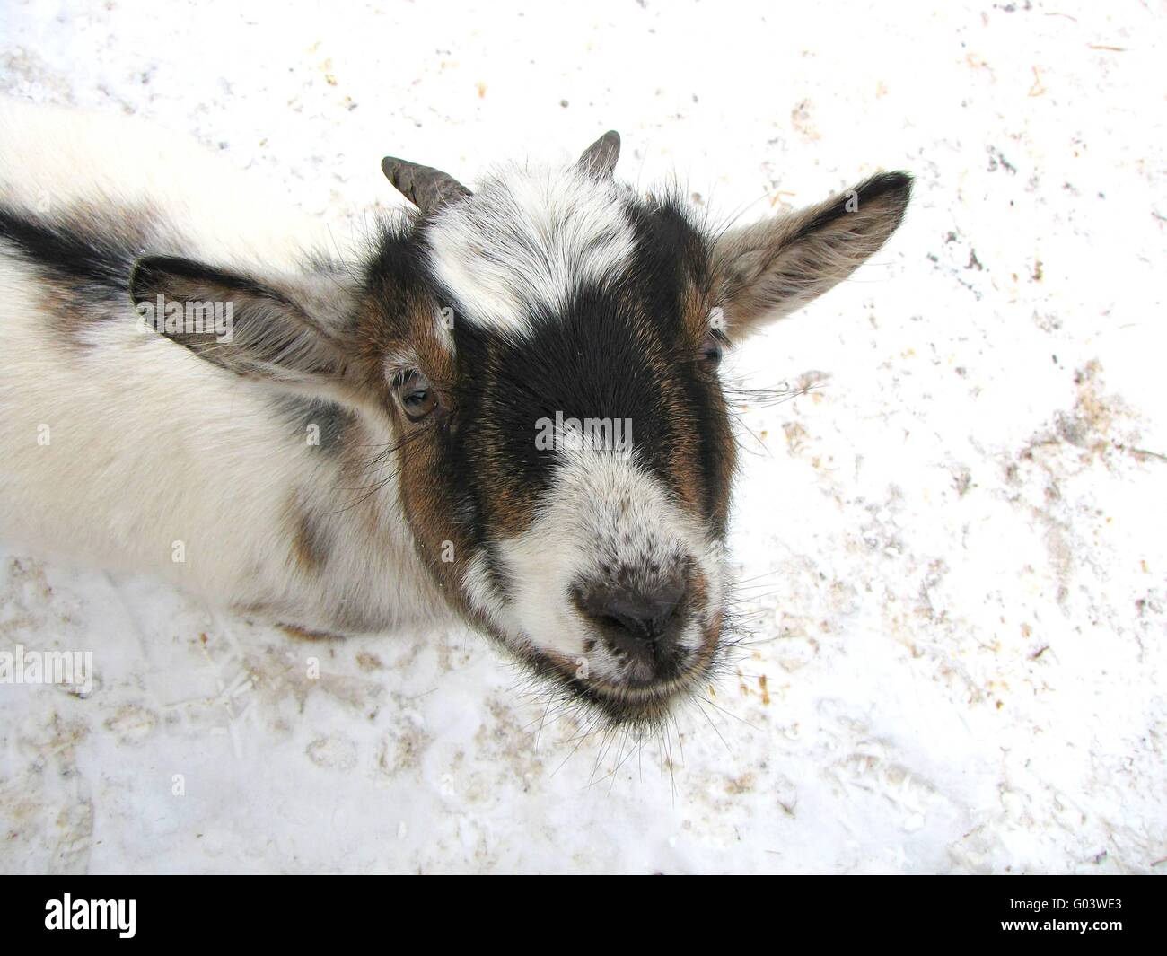 Goat Stock Photo