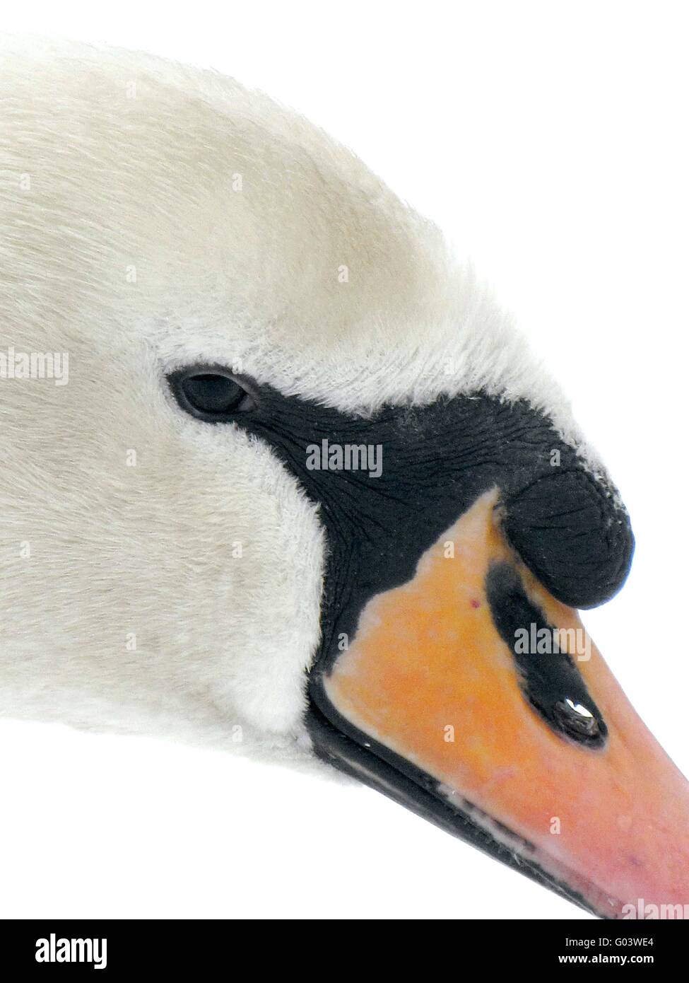 Swan Stock Photo