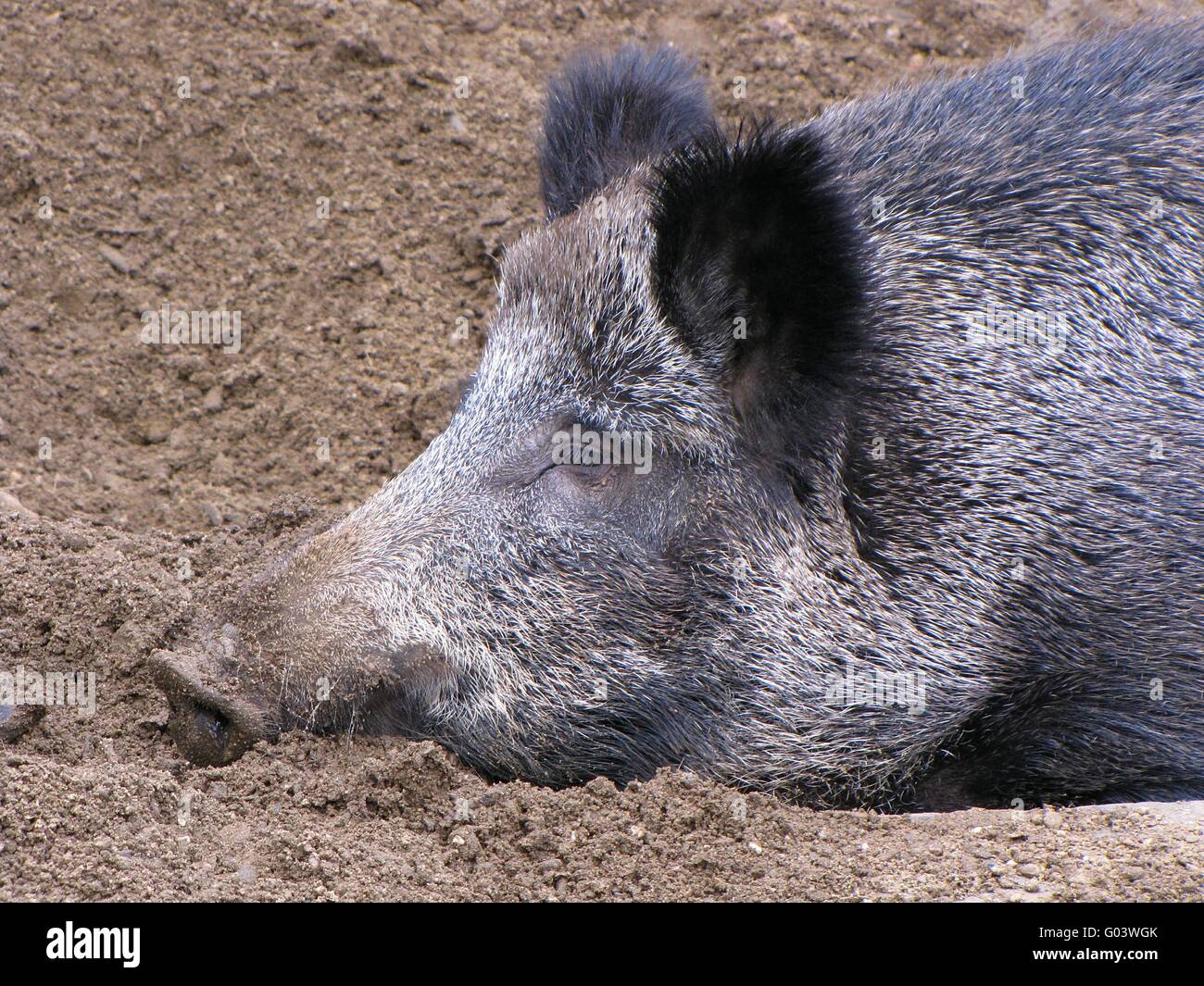 Boar Stock Photo