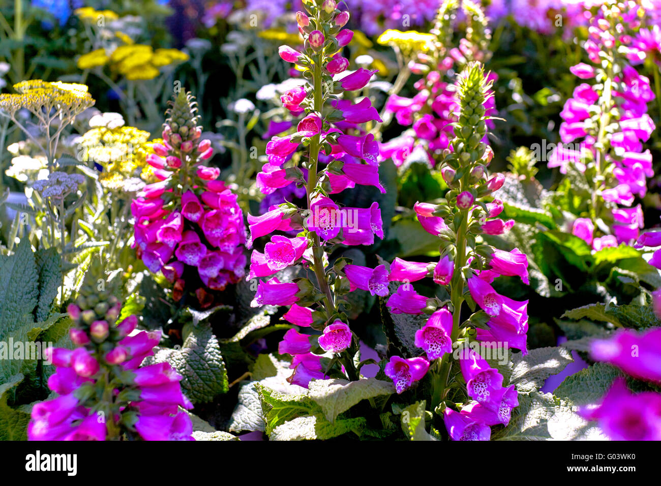 Pink Foxglove Flowers in a Garden Stock Photo