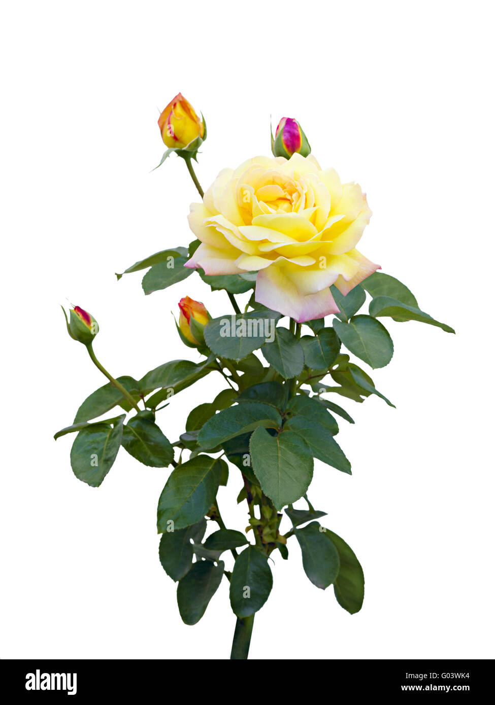 Unopened rose hires stock photography and images Alamy