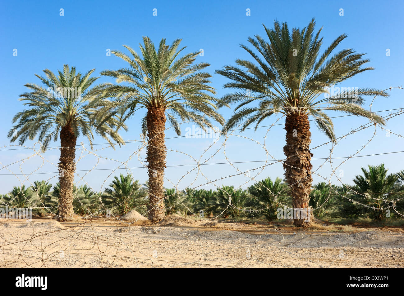 Plantation of date palms in the Arava desert Stock Photo