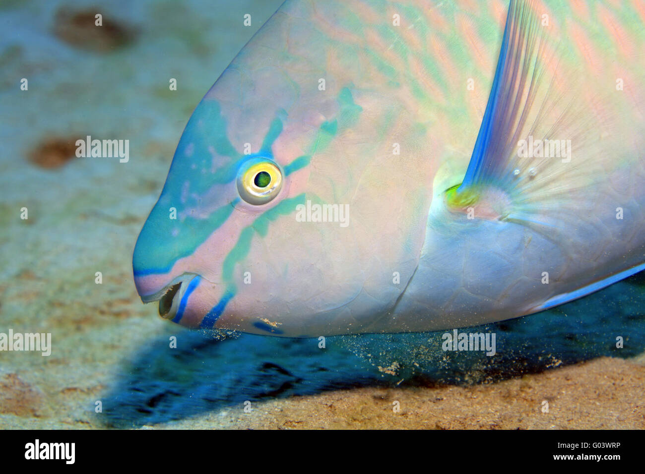 Papageienfisch, Parrotfish Stock Photo