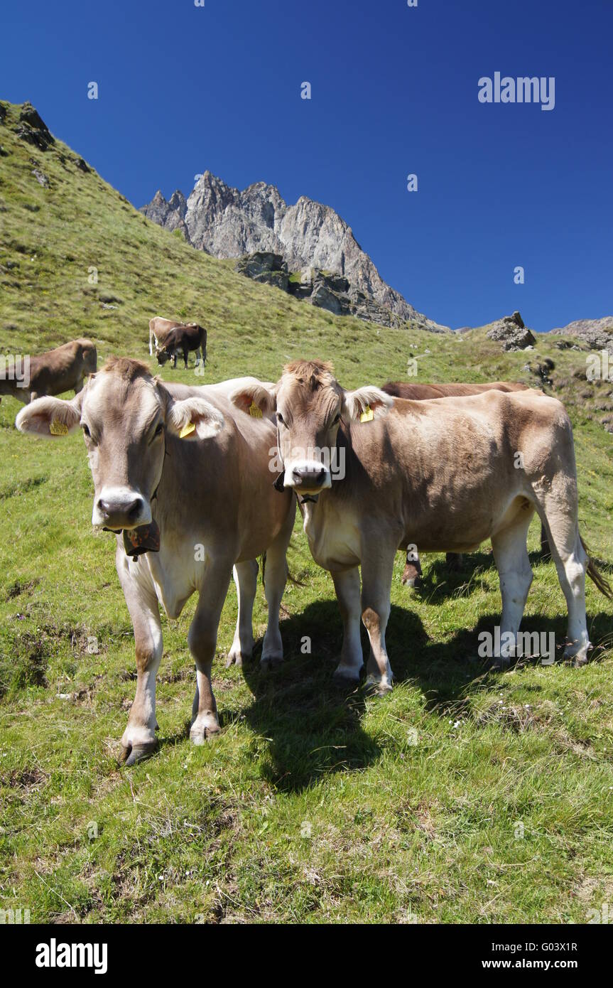 Cows on the alps Stock Photo - Alamy