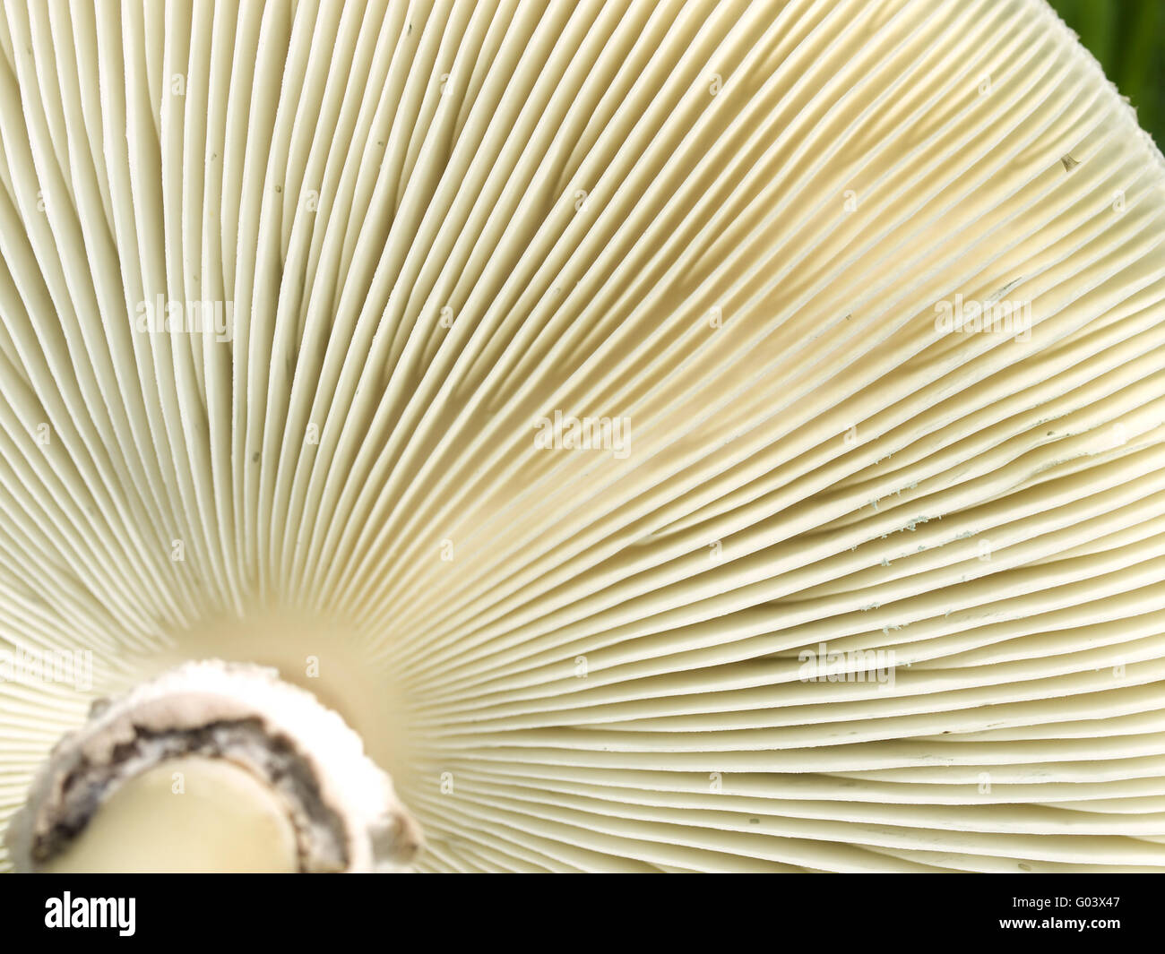 Fungus gills hires stock photography and images Alamy