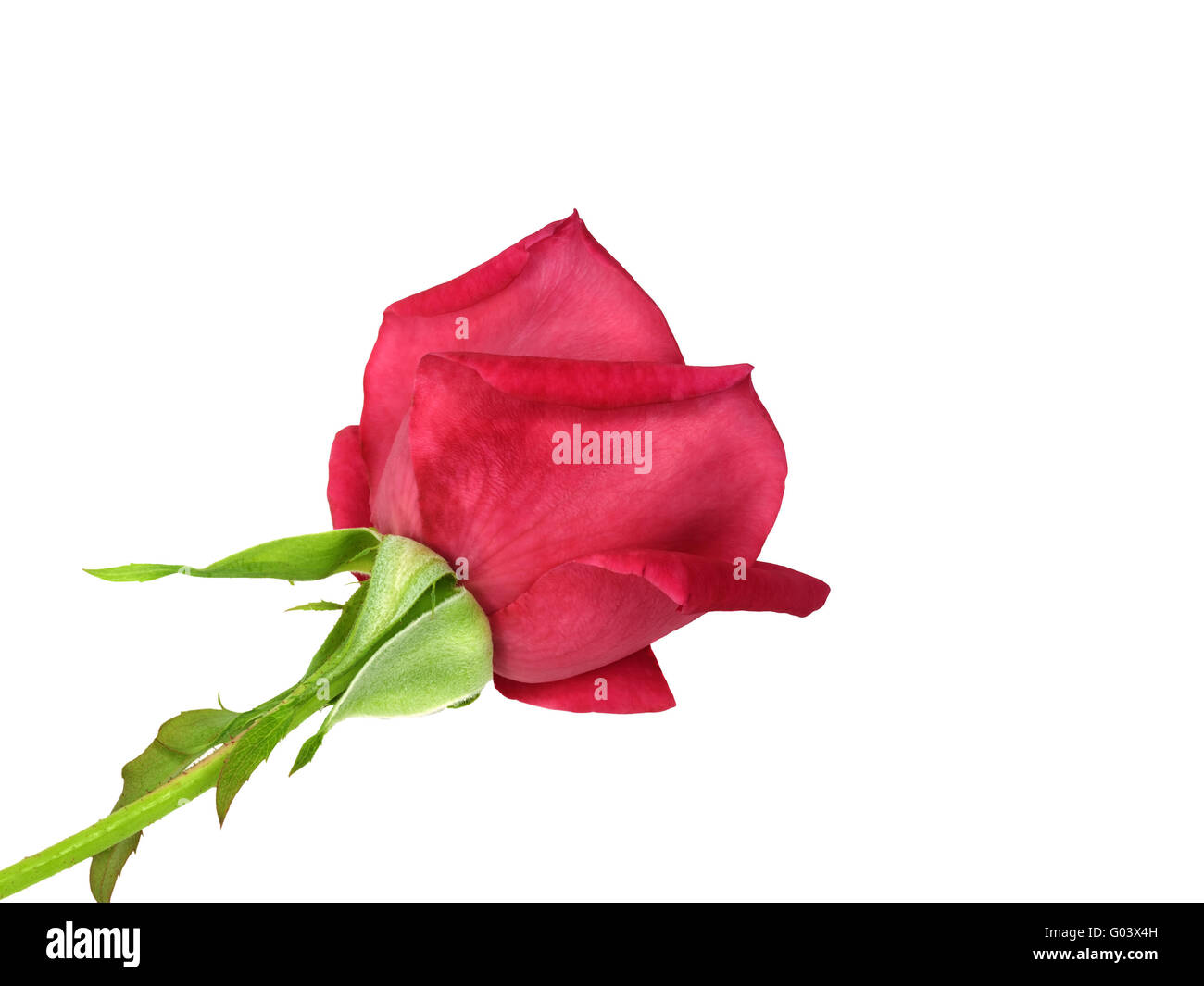 red rose flower isolated on white background Stock Photo - Alamy