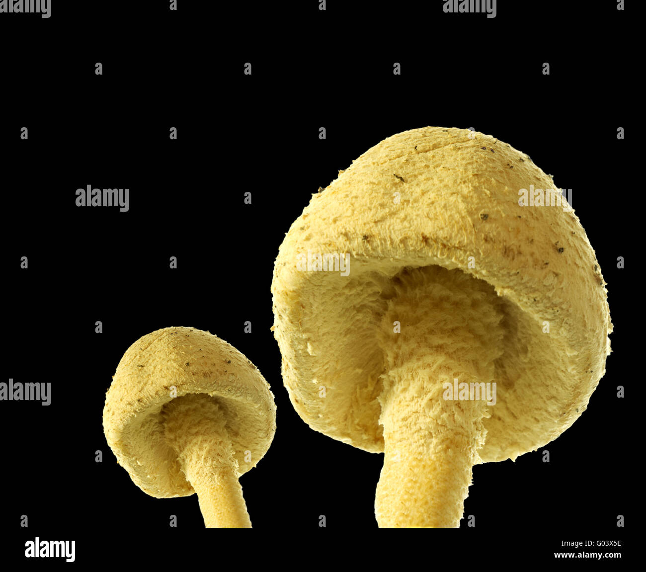 toadstool mushrooms isolated over black Stock Photo
