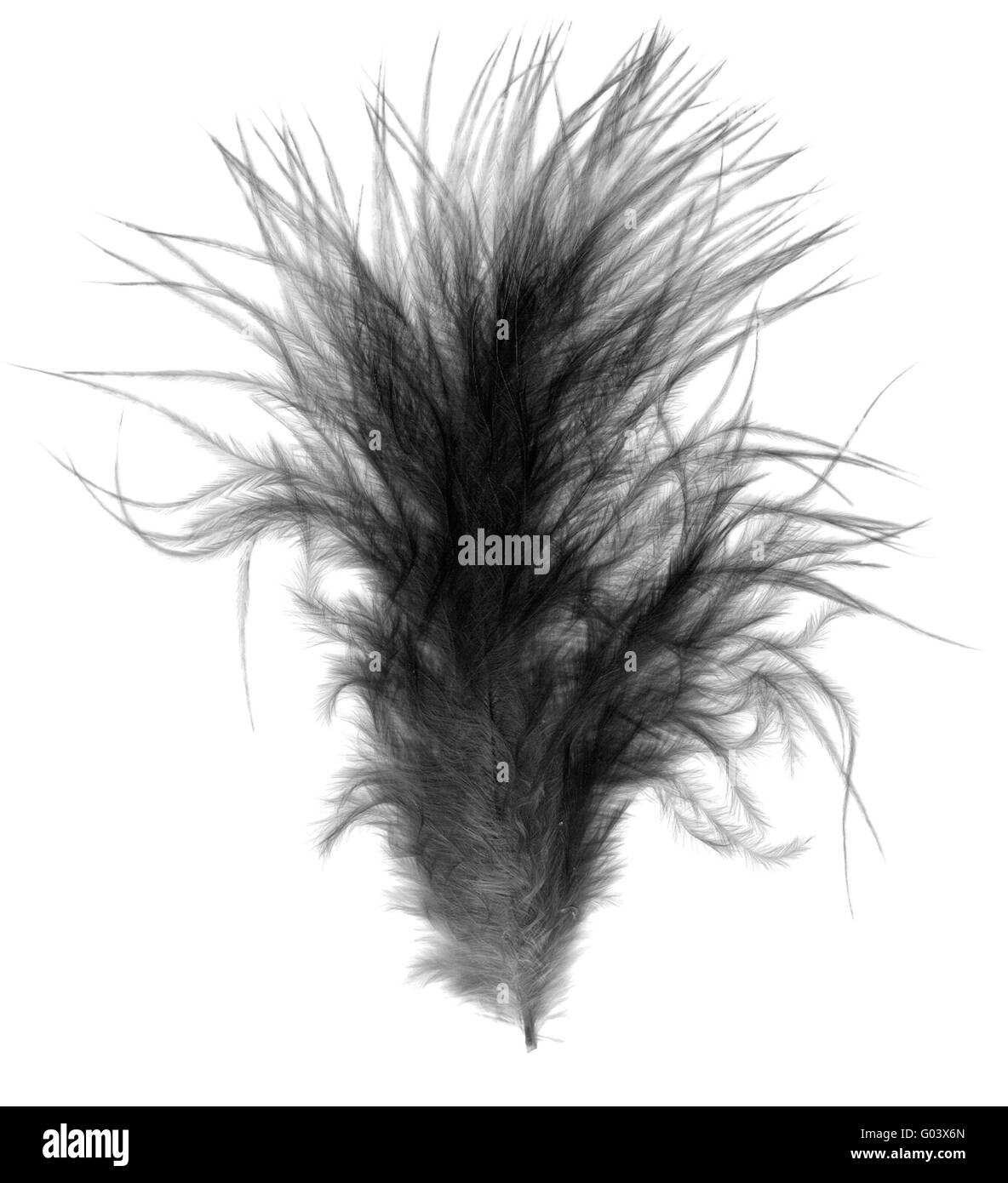 black single soft downy bird feather quill over white black single soft