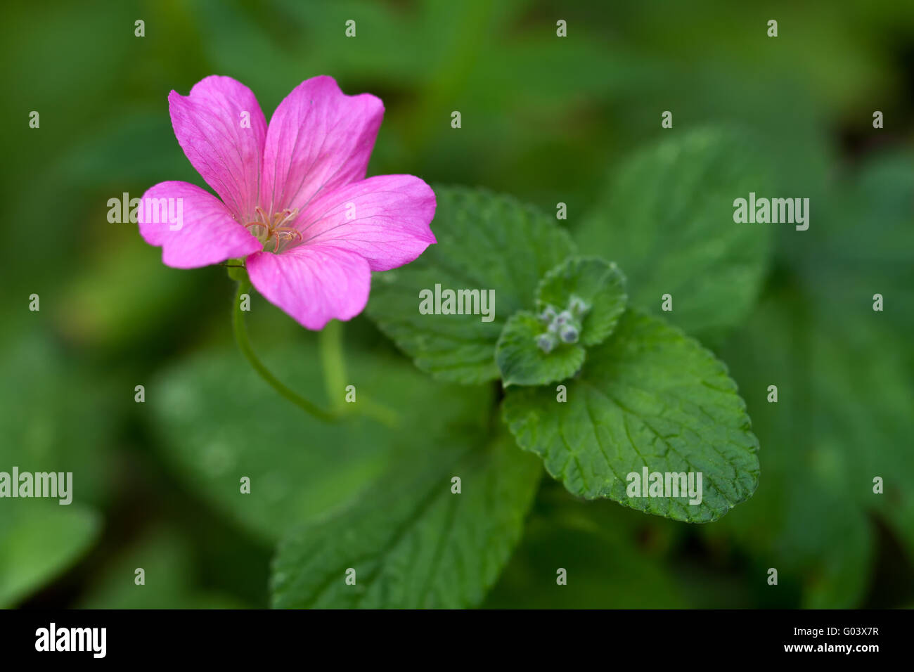 Endres cranesbill with leaves (lat. Geranium endre Stock Photo