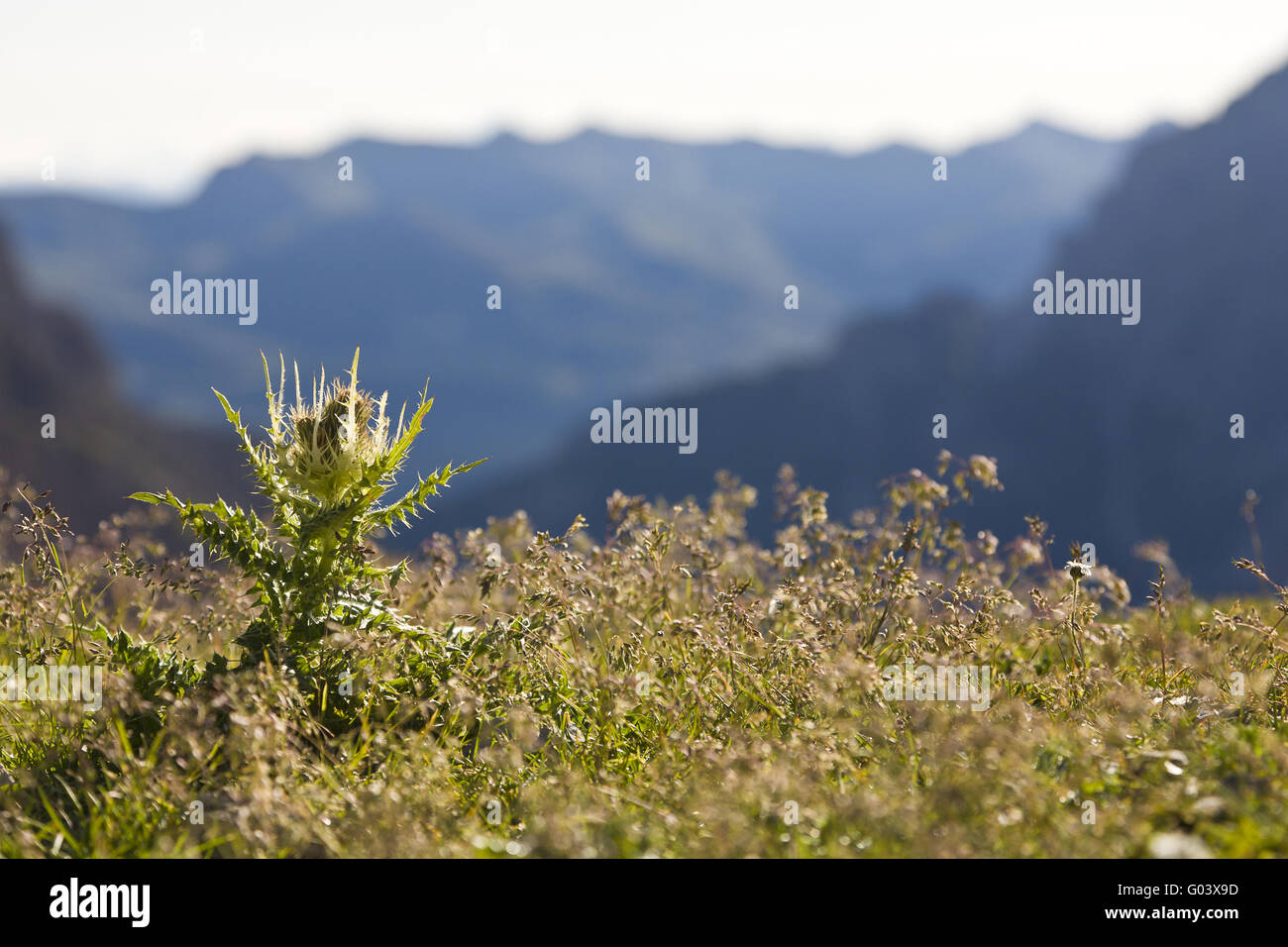 A thistle in the mountains. Stock Photo