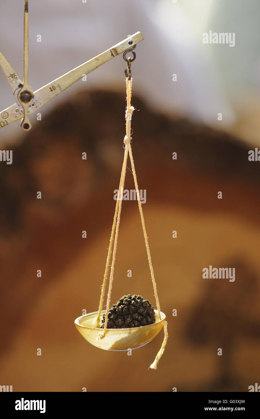 Truffle being carefully weighed on a balance scale Stock Photo