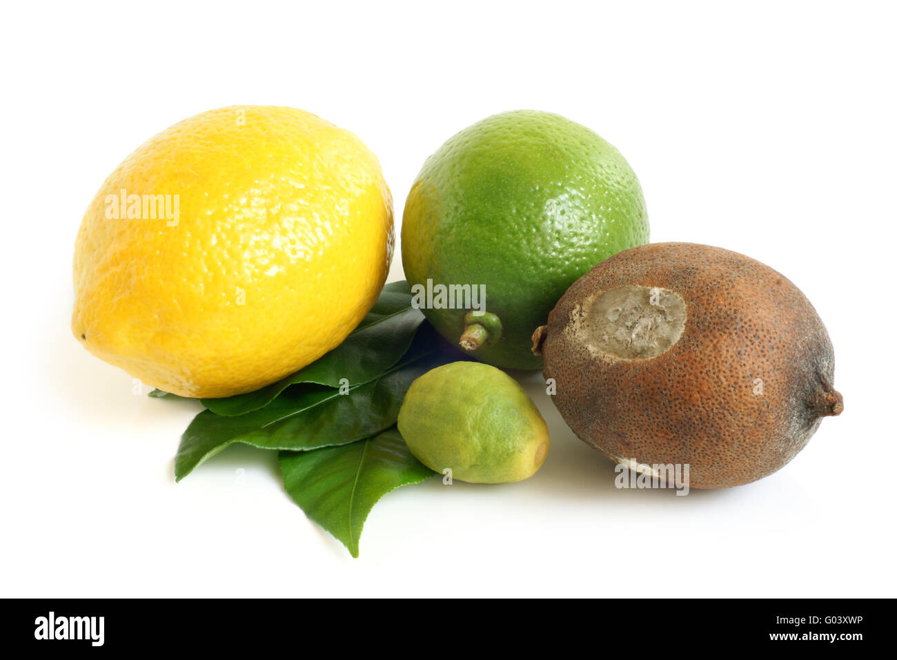 Fresh and moldy dried lemons and lime with green leaves Stock Photo