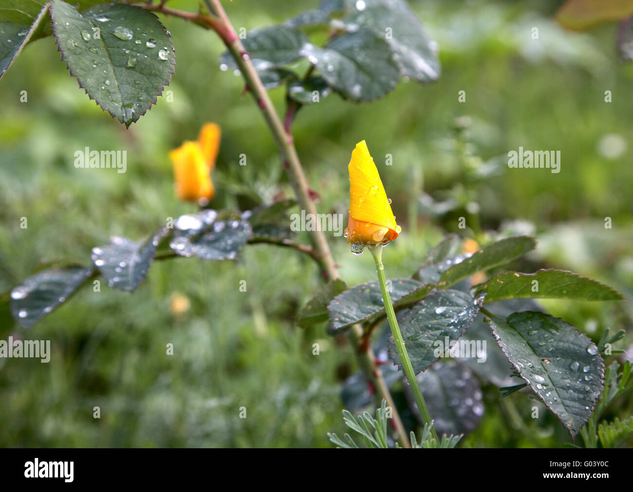 Yellow flower and leaves with drops of water Stock Photo