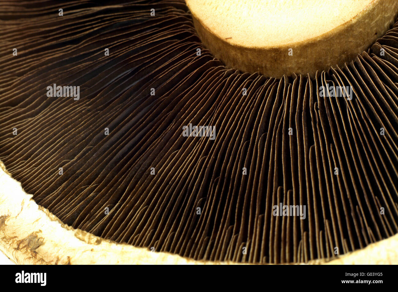 Fiber spores hires stock photography and images Alamy
