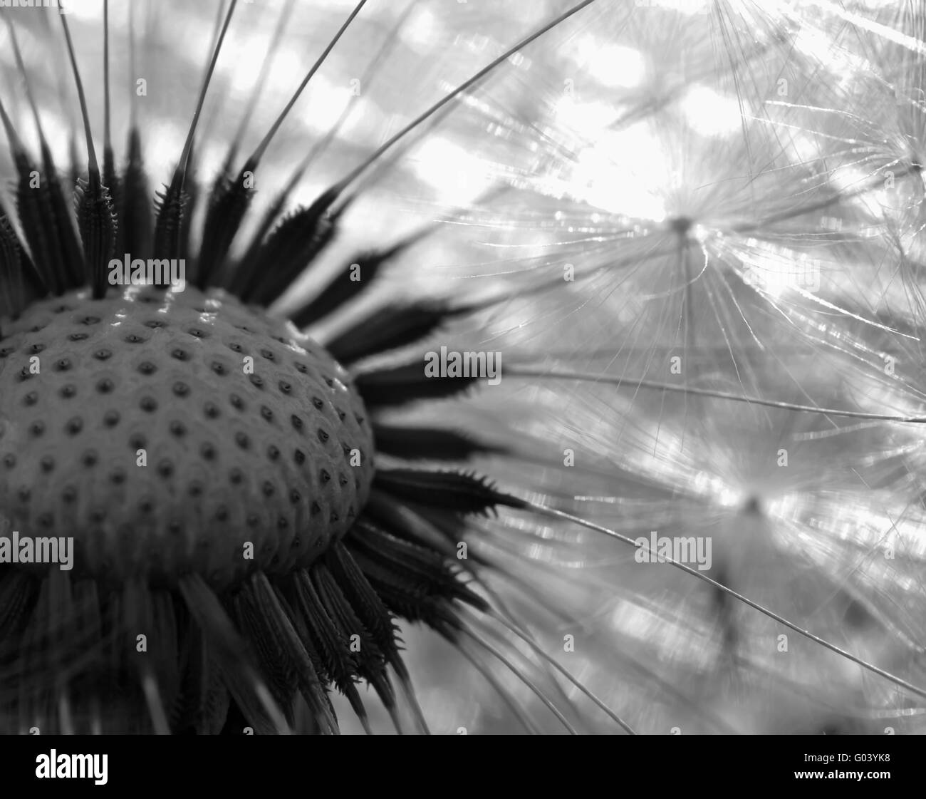 Garden dandelion flower Black and White Stock Photos & Images - Alamy