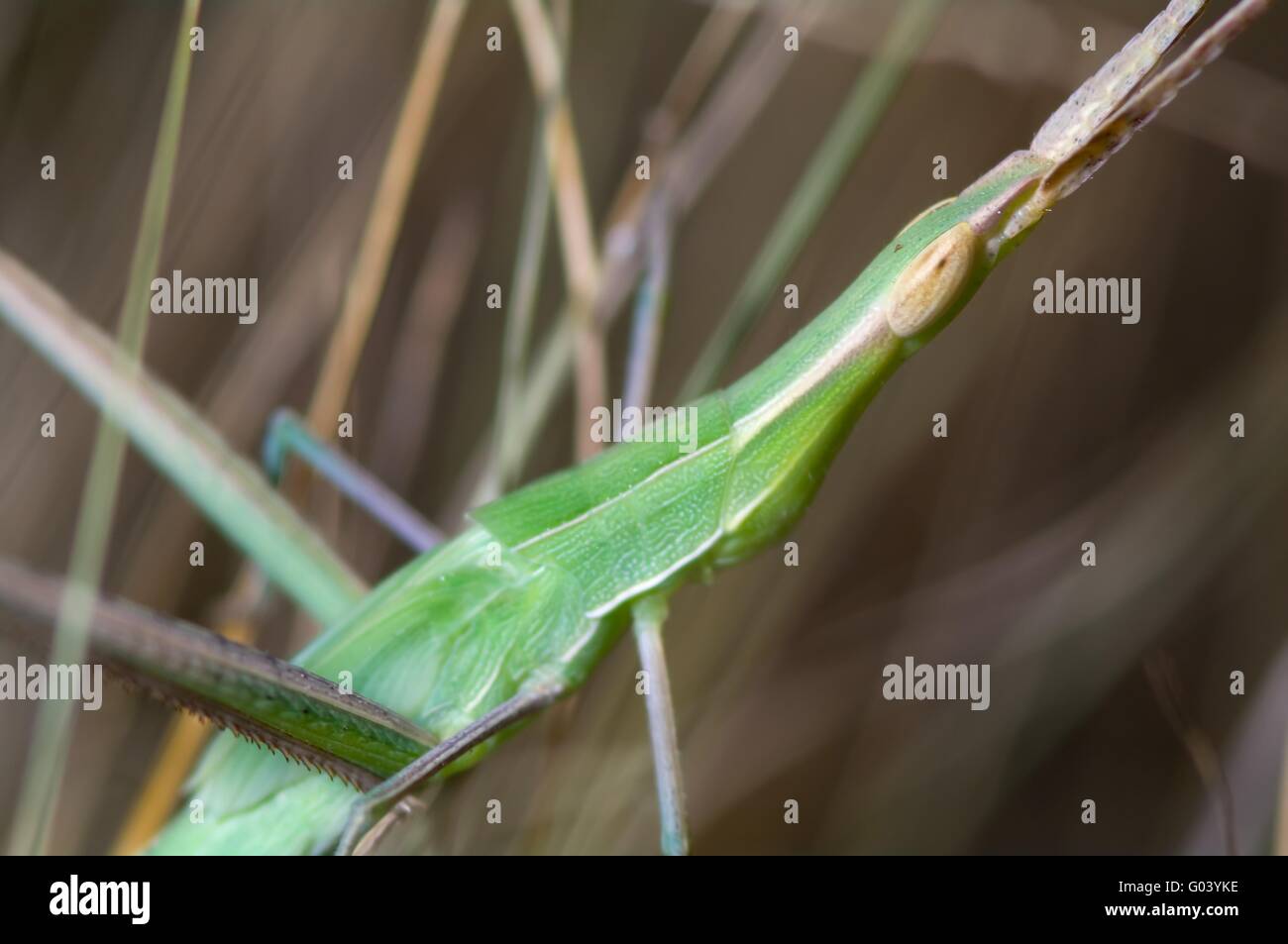 Grasshopper Stock Photo