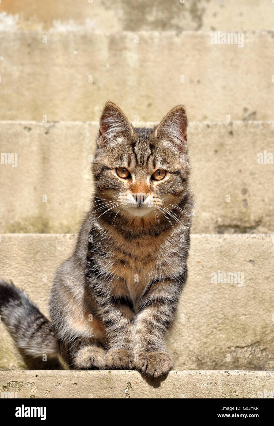 cat on a staircase Stock Photo Alamy