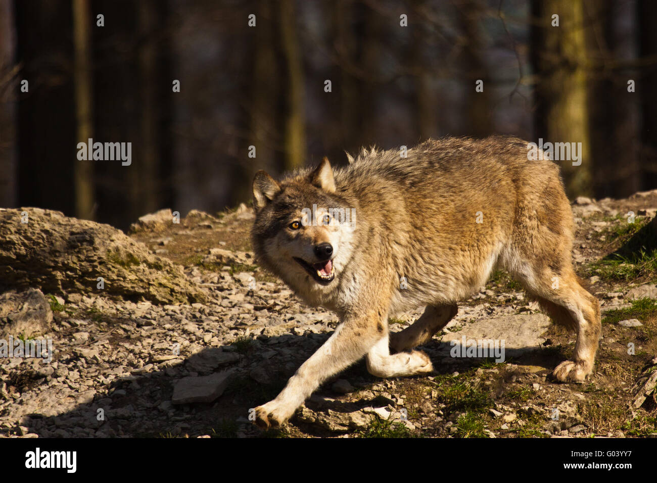 Eastern Wolf or american grey wolf (Canis lupus) Stock Photo