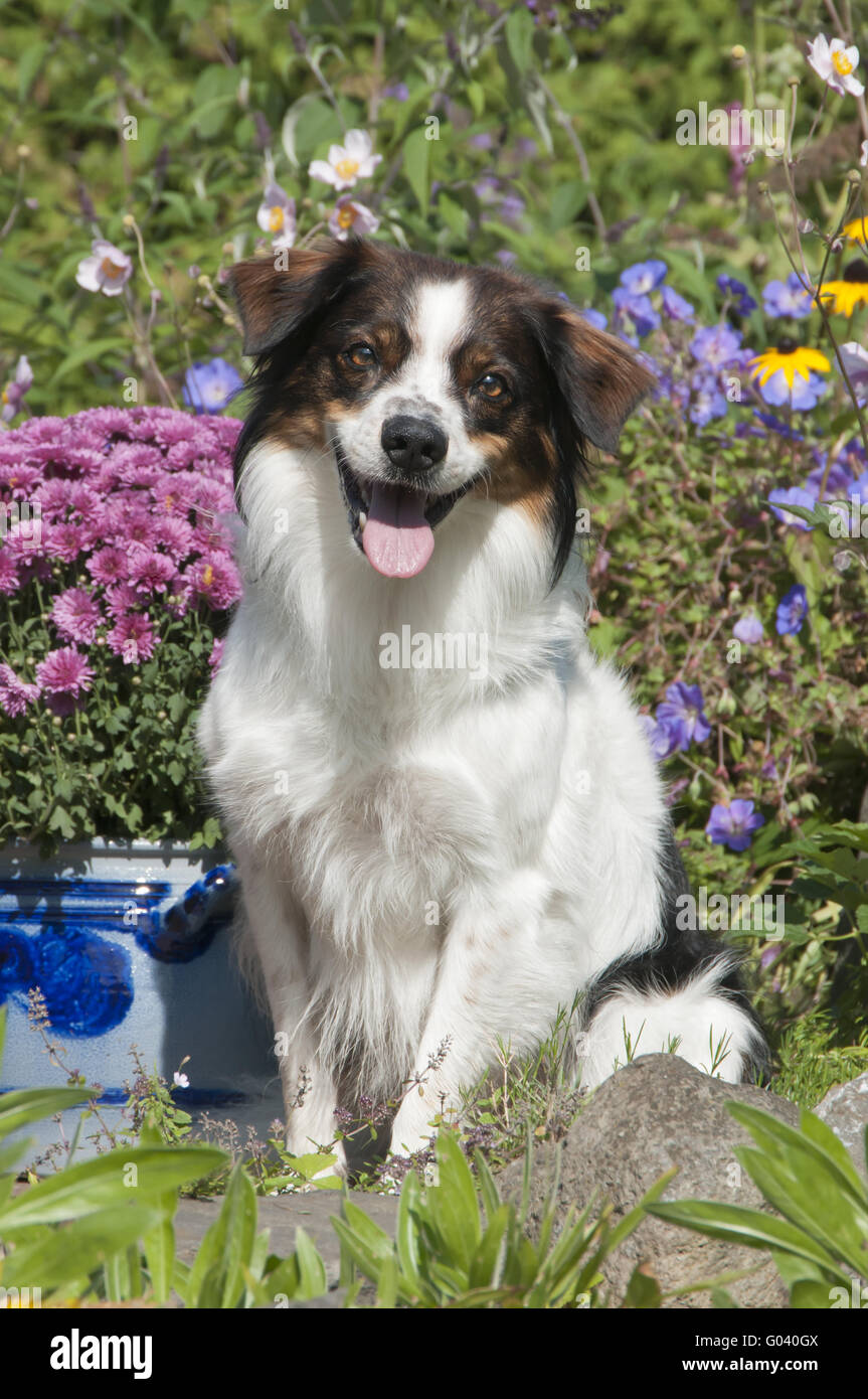 Kromfohrlaender dog, sitting in a garden Stock Photo