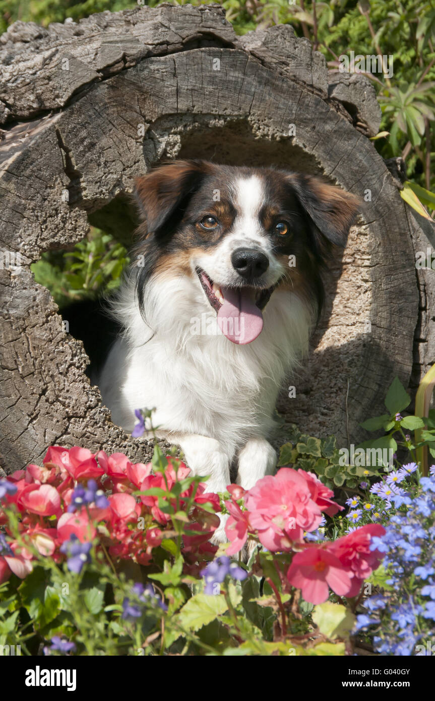 Kromfohrlaender dog in a hollow log Stock Photo