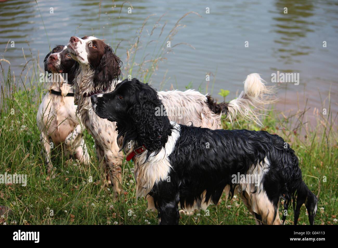 English springer spaniels hi-res stock photography and images - Alamy