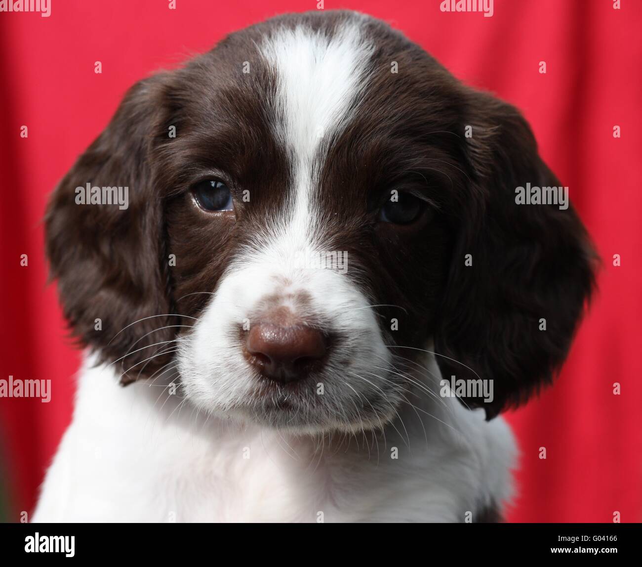 working type english springer spaniel puppy Stock Photo