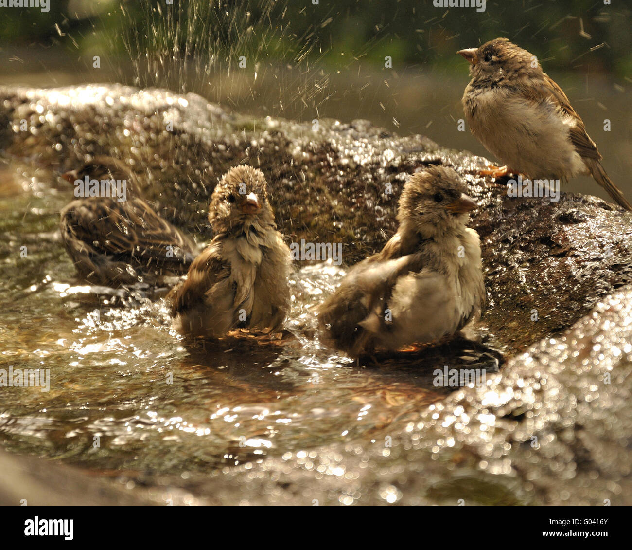 Birds taking a bath Stock Photo Alamy