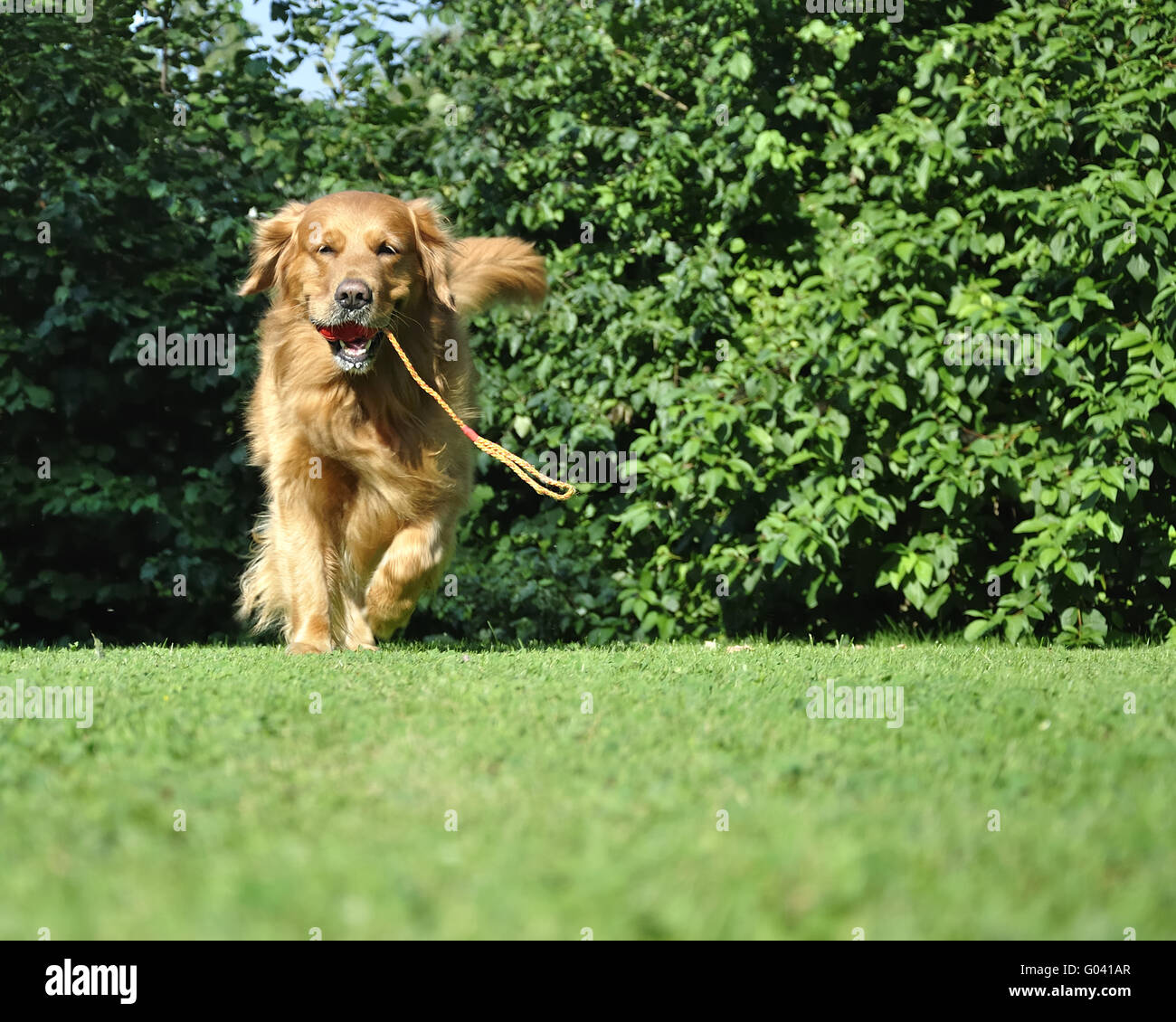 Golden retriever dog running Stock Photo