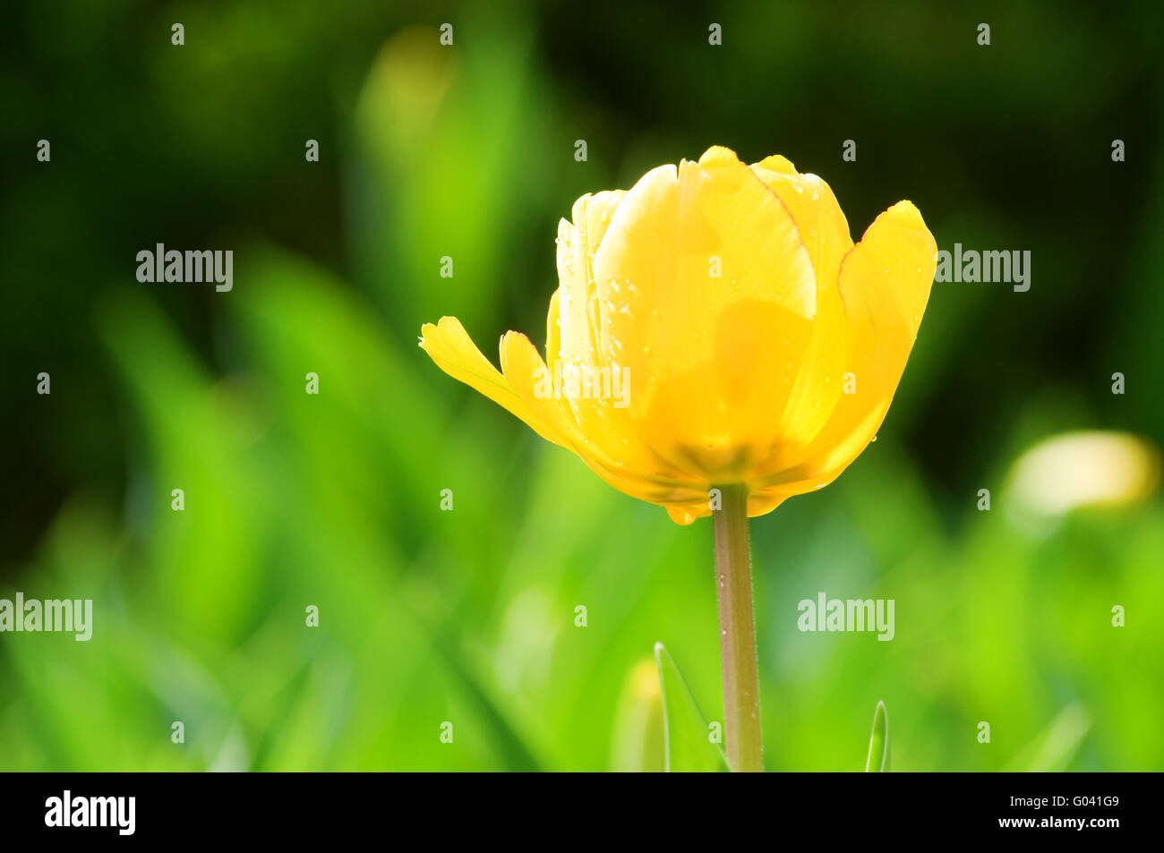The close up view of a single yellow tulip over green background Stock ...