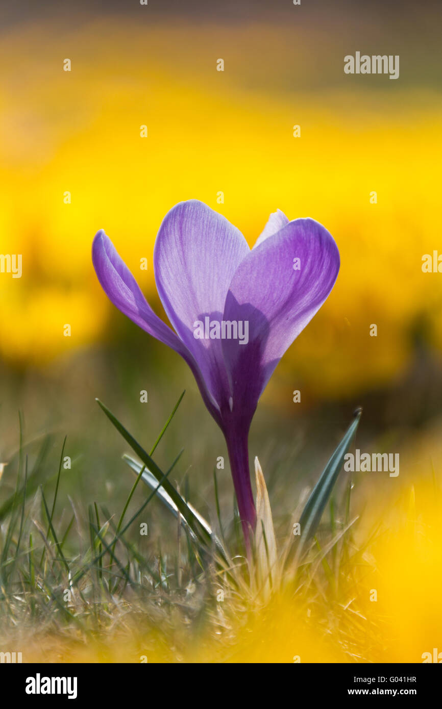 violet spring crocus in a field of yellow crocuses Stock Photo