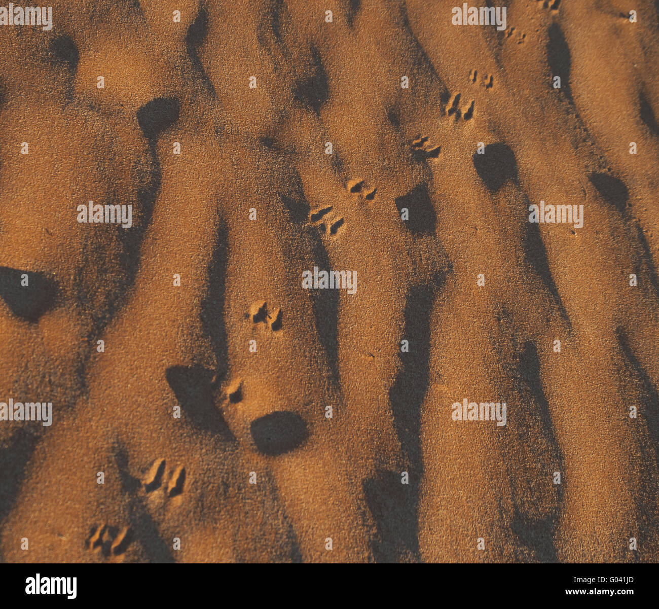 animal track footprints, Stock Photo