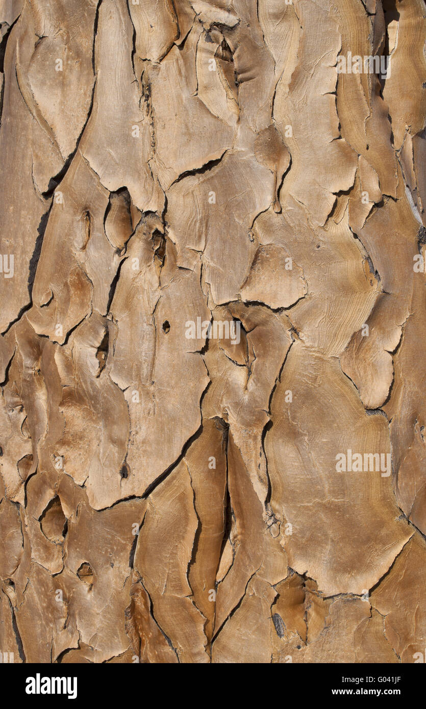 kokerboom bark Stock Photo
