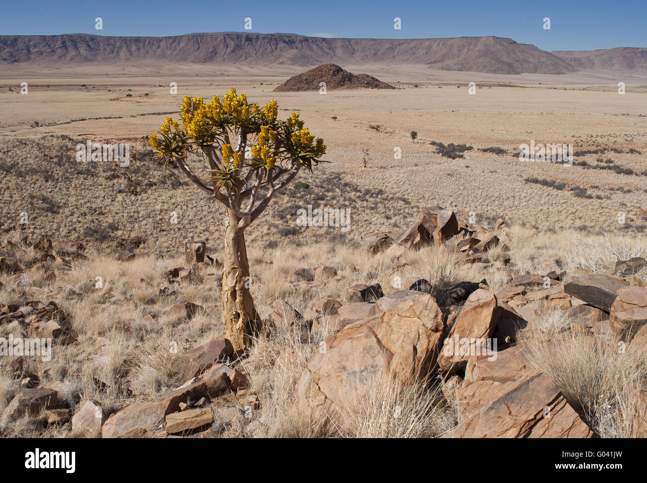 kokerboom  in the landscape Stock Photo
