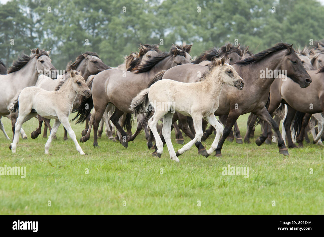 Wild herd of Duelmen Ponies at a gallop, Germany Stock Photo