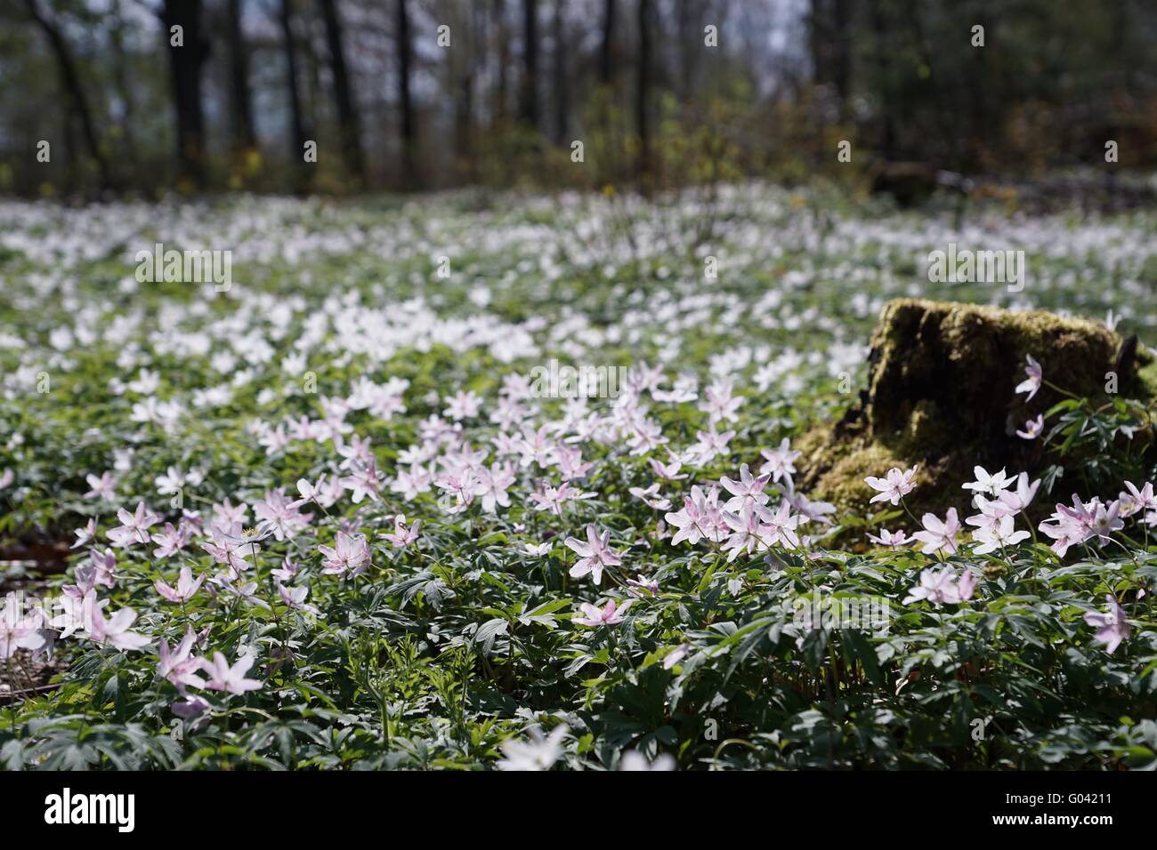 Anemone nemorosa with a tree stump in the forest Stock Photo
