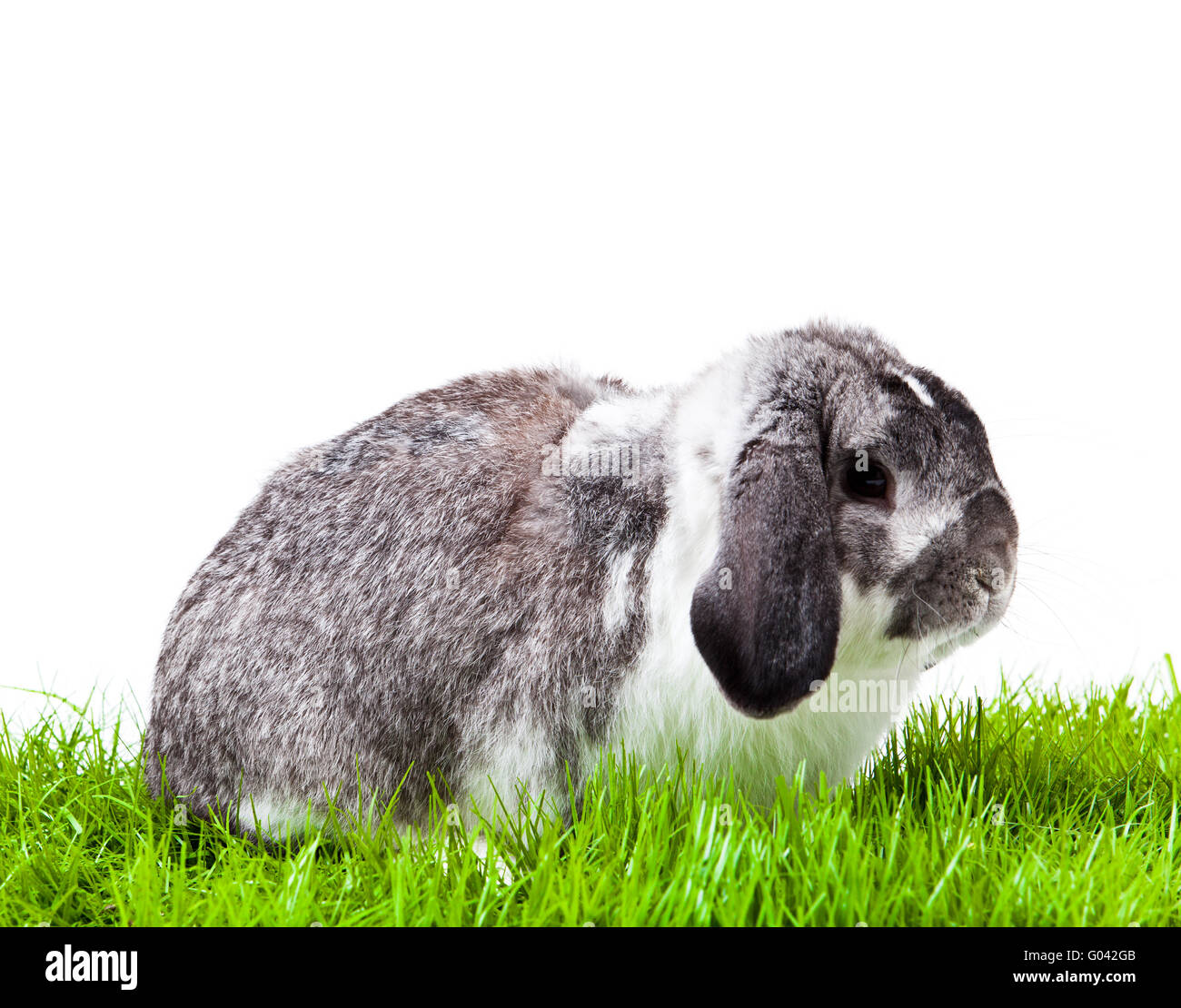 White Background I'll Rabbit Adorable rabbit isolated on a white background Stock Photo - Alamy