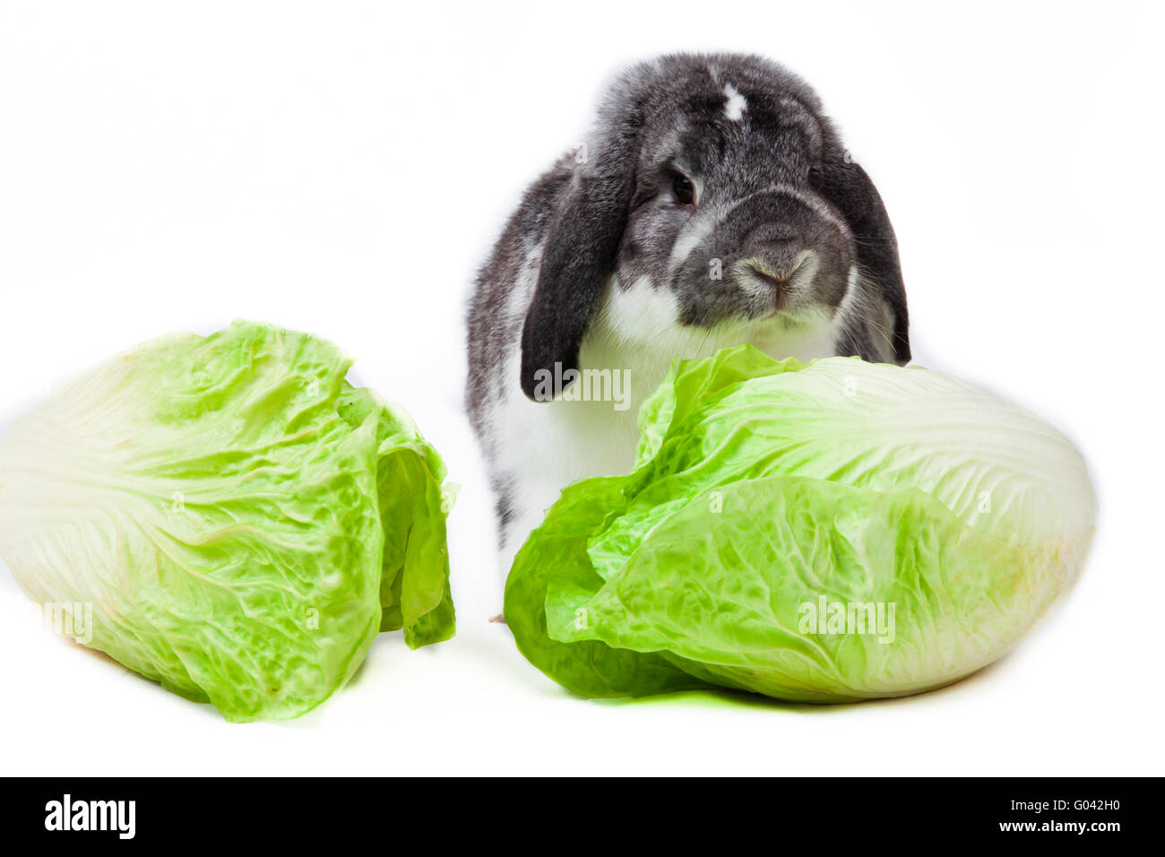 Adorable rabbit isolated on a white background Stock Photo - Alamy