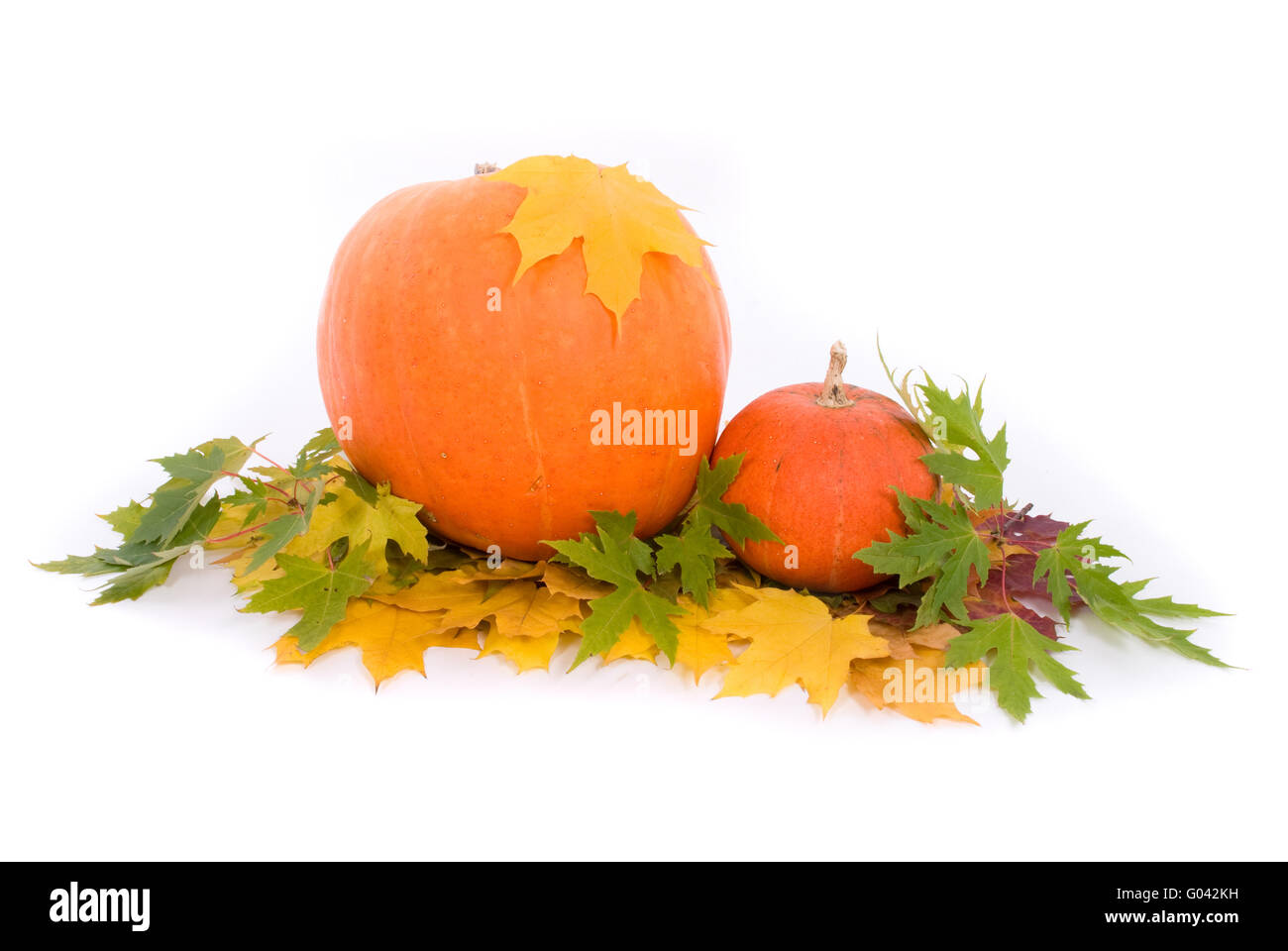 Pumpkins with fall leaves on white background Stock Photo