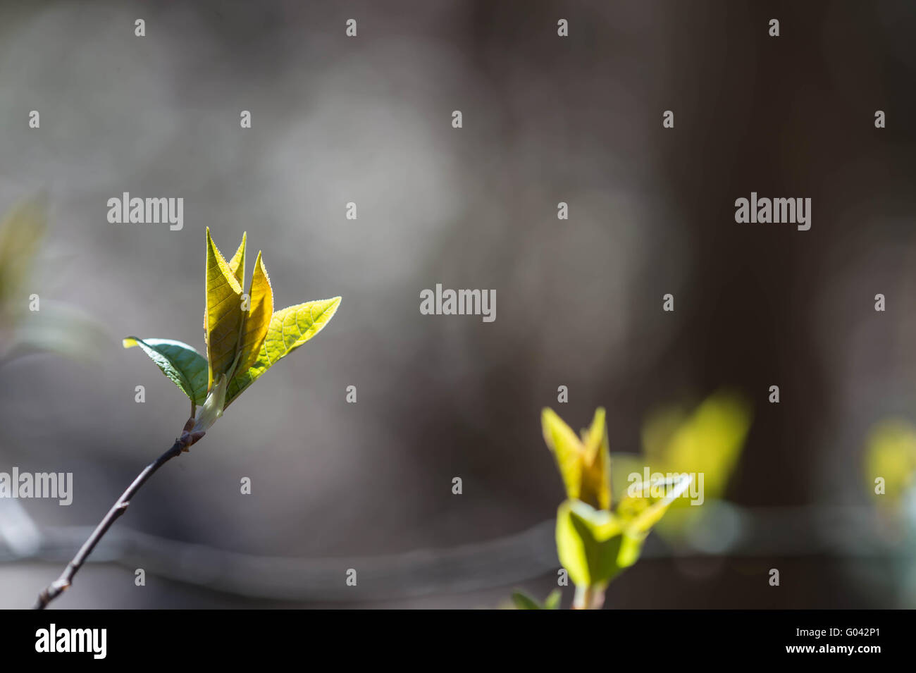 The new young leaves on the branch bush lit by the sun Stock Photo - Alamy