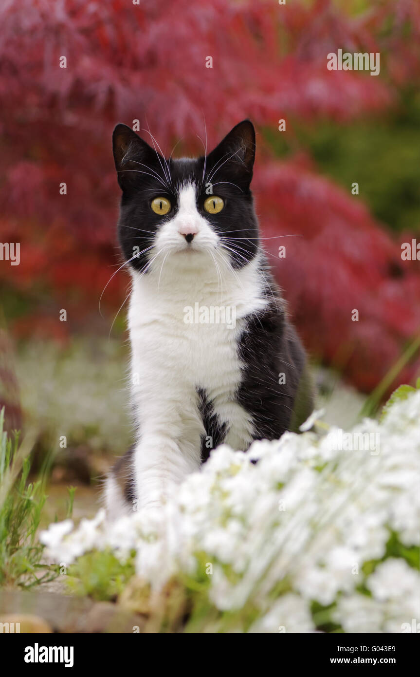 Bicolor cat, black white, in a flowering garden Stock Photo Alamy