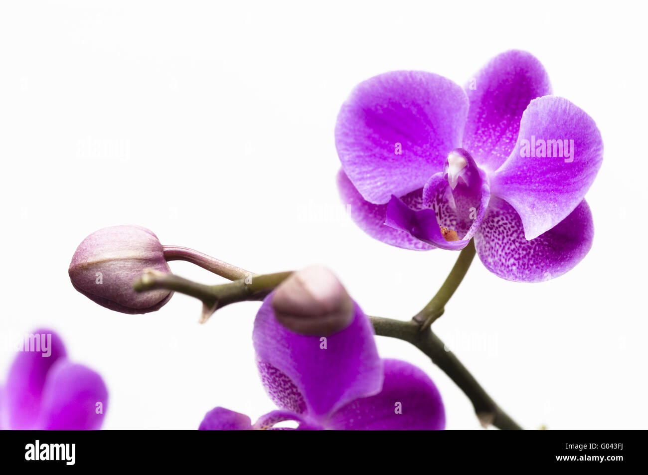 Pink orchid flower isolated on white background Stock Photo - Alamy