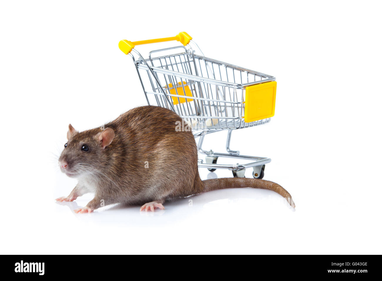 rat and the shopping cart. a rat with a basket Stock Photo