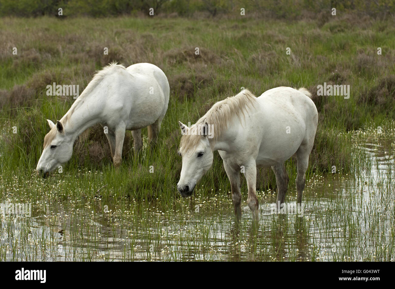 Camargue horses foraging in a flooded wetland Stock Photo